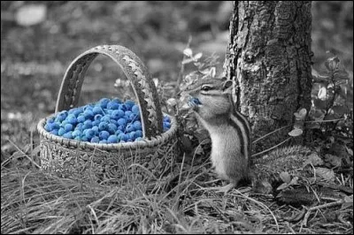 Lequel de ces fruits n'est pas synonyme de myrtille ?