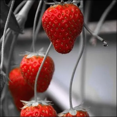 Laquelle de ces propositions ne correspond pas à une varété de fraises ?