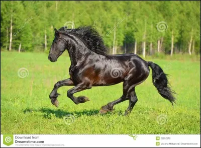 Que prends-tu quand tu vas chercher ton cheval au pré ?