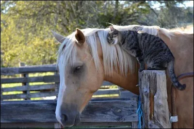 Que dois-tu faire si tu as un cheval ?