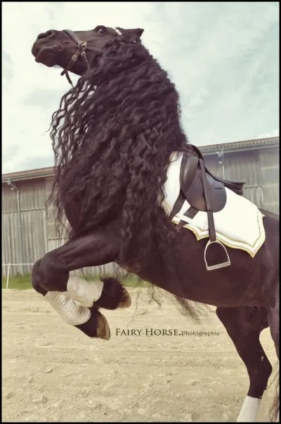 Que fais-tu si ton cheval a peur et se cabre ?