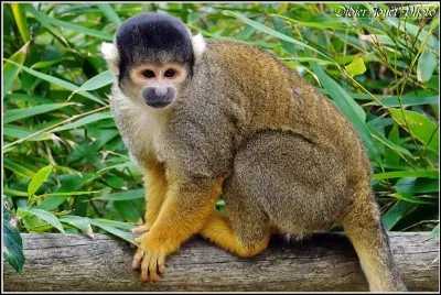 Quel est l'espèce de cet animal ?