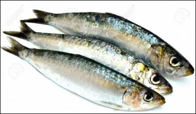 Quel est cet animal ?