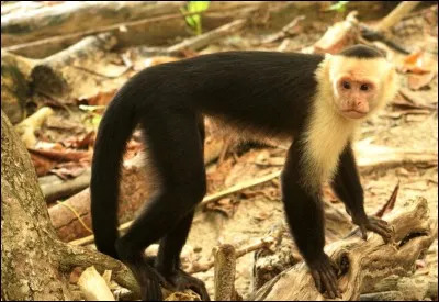 Quel est cet animal ?