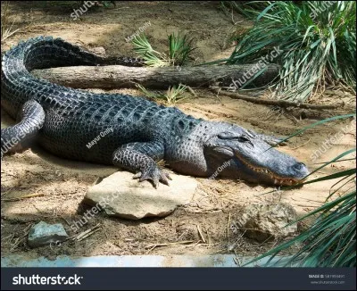 Quel est ce reptile ?