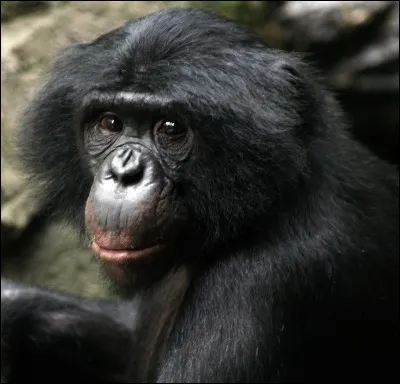 Quel est ce primate ?