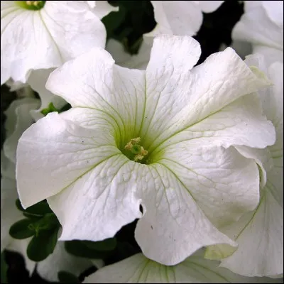 Quelle est cette fleur ?