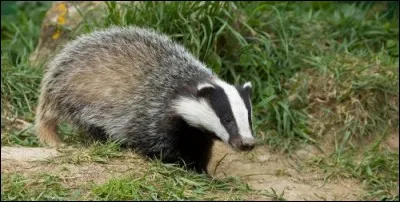 Quel est cet animal, qui j'espère, ne vous rasera pas trop ?