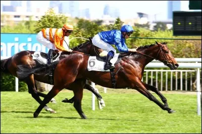 Tu aimes les chevaux?