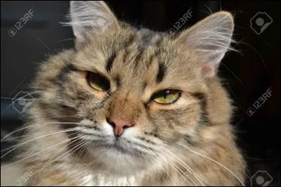 Une chatte, nommée Missi, a eu le record du chat aux plus grandes moustaches, elles mesuraient 15 cm !