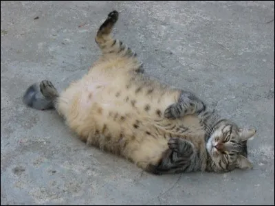 Passons maintenant au plus gros chat. Le chat le plus gros, appelé Himmy, pesait 21,3 kilos sur la balance à l'âge de 10 ans et 4 mois !