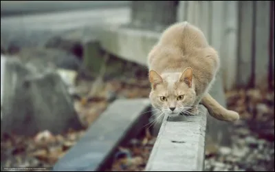 Tower est un chat ratier, c''est-à-dire qu'il était utilisé par une entreprise de dératisation pour éliminer les nuisibles et il était sûrement le meilleur employé de son entreprise car il a éliminé 28 899 souris tout au long de sa vie, de 1963 à 1987.