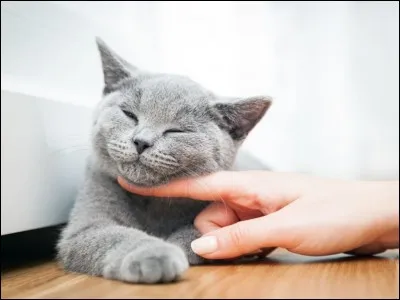 Et maintenant le chat qui ronronne le plus fort. Ce chat de 13 ans culmine tout de même à 71,8 décibels ! Suffisant pour empêcher ses propriétaires de dormir.