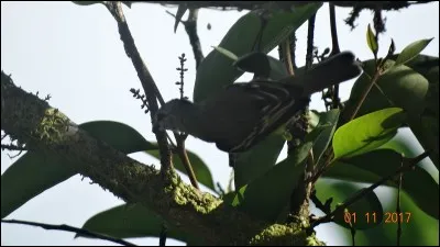 Les abeilles le font, les termites le font, les fourmis le font !
