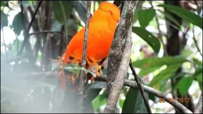 Sans arrêt, dans un flot de paroles !