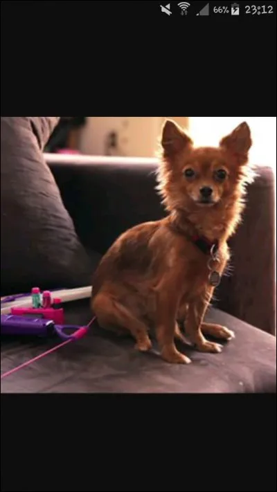 Comment s'appellent ses chiennes ?