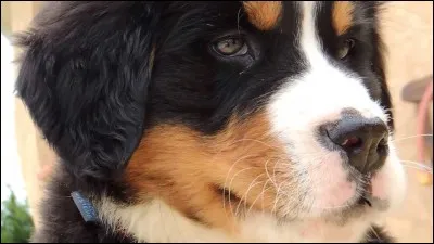 Quelle est son origine ?