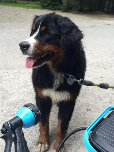 Combien de temps dure sa promenade ?