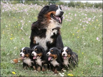 C'est la --- race classée la plus belle au monde.