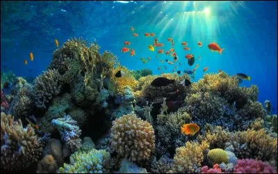 Dans quel océan est située la mer de Corail ?