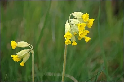 Quel nom d'oiseau désigne aussi une primevère sauvage à fleurs jaunes ?