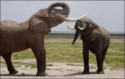 Quelle marque est dérivée de cette image ?