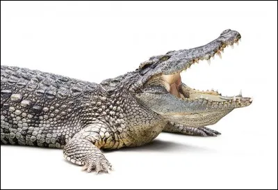 Quelle marque est dérivée de cette image ?