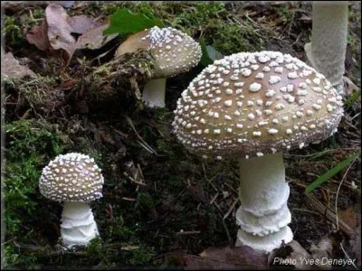 Quel est ce champignon ?