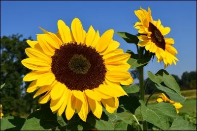 Quelle est sa fleur fétiche ?