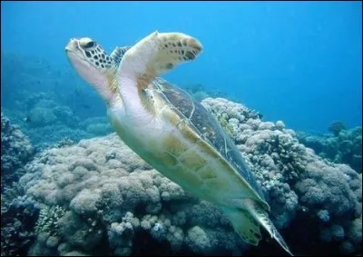 Quel est son animal préféré ?