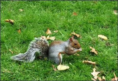 Quelle nourriture mange souvent cet animal ?