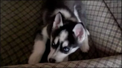 Quelle est cette race ?