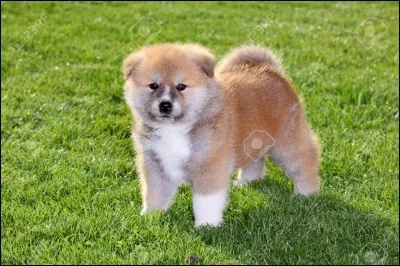 Quelle est cette race ?