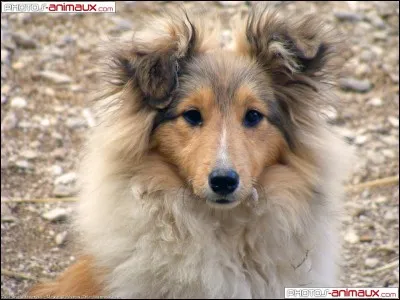 Quelle est cette race ?