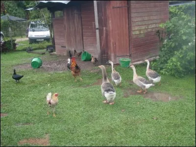 Elle oit l'oie, ce que nous oyons, l'oie l'oit-elle ?