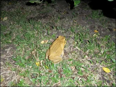 Aux dernières nouvelles, elle n'atteint pas la blanche colombe !