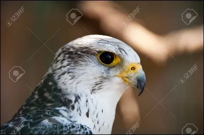 Comment reconnaît-on un faucon ?