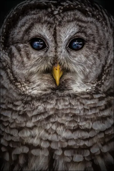 Que définit la couleur des yeux d'un nocturne ?