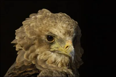 Quelle différence y a-t-il entre la vision du diurne et du nocturne ?