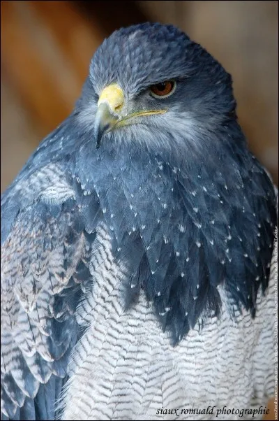 Quel est ce rapace ?