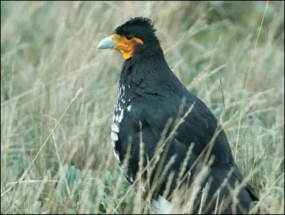 Quel est ce rapace ?