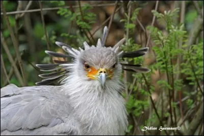 Quel est ce rapace ?
