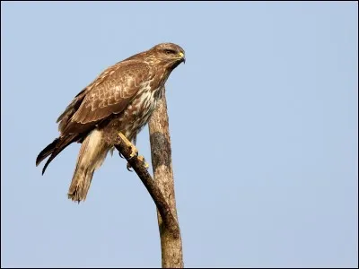 Quel est ce rapace ?