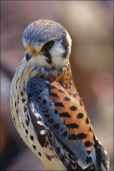 Quel est ce rapace ?