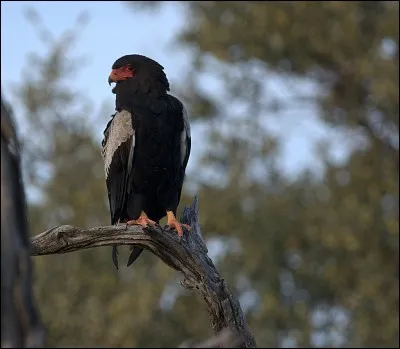 Quel est ce rapace ?