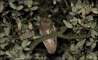 Quel est ce rapace ?