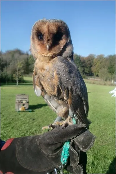 Quel est ce rapace ?