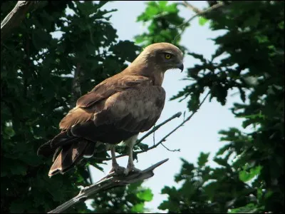 Quel est ce rapace ?