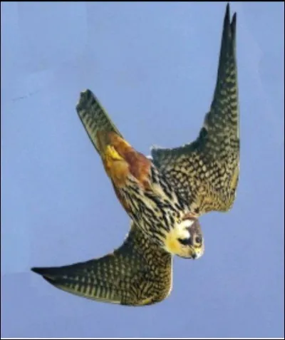 Qu'est-ce qu'un diurne ?