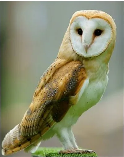 Qu'est-ce qu'un nocturne ?